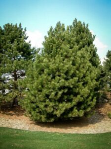 Сосна Чёрная (Pinus Nigra) купить по цене от 270.00р. в интернет-магазине «Посадика» с доставкой почтой в в Одинцовое и по всей России – [изображение №1].