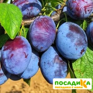 Слива Чачакская ранняя купить по цене от 229.00р. в интернет-магазине «Посадика» с доставкой почтой в в Одинцовое и по всей России – [изображение №1].