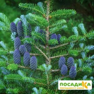 Пихта корейская (Abies koreana) купить по цене от 450.00р. в интернет-магазине «Посадика» с доставкой почтой в в Одинцовое и по всей России – [изображение №1].