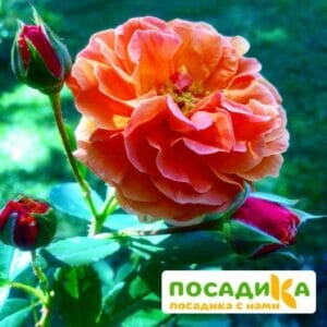 Роза Арабия купить по цене от 350.00р. в интернет-магазине «Посадика» с доставкой почтой в в Одинцовое и по всей России – [изображение №1].