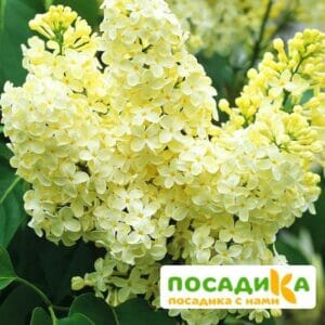 Сирень Примроуз (Primrose) купить по цене от 529.00р. в интернет-магазине «Посадика» с доставкой почтой в в Одинцовое и по всей России – [изображение №1].