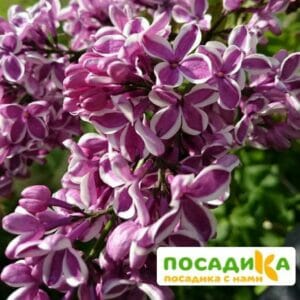 Сирень Сенсация купить по цене от 529.00р. в интернет-магазине «Посадика» с доставкой почтой в в Одинцовое и по всей России – [изображение №1].