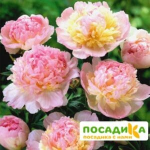 Пион Распберри Сандей (Paeonia Raspberry Sundae) купить по цене от 959р. в интернет-магазине «Посадика» с доставкой почтой в в Одинцовое и по всей России – [изображение №1].