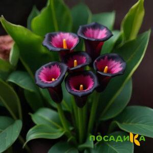 Калла Аура Лейс купить по цене от 400р. в интернет-магазине «Посадика» с доставкой почтой в в Одинцовое и по всей России – [изображение №1].