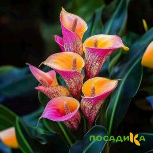 Калла Оникс купить по цене от 450р. в интернет-магазине «Посадика» с доставкой почтой в в Одинцовое и по всей России – [изображение №1].