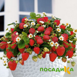 Клубника Рубиновый Шепот (горшечная) купить по цене от 240р. в интернет-магазине «Посадика» с доставкой почтой в в Одинцовое и по всей России – [изображение №1].