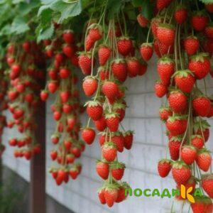 Клубника вьющаяся Комплимент купить по цене от 470р. в интернет-магазине «Посадика» с доставкой почтой в в Одинцовое и по всей России – [изображение №1].