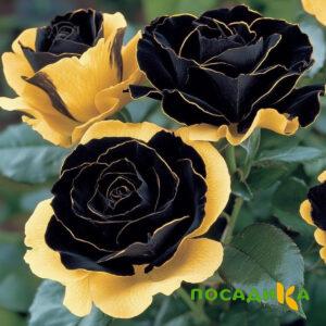 Роза Ханни Сикл купить по цене от 700р. в интернет-магазине «Посадика» с доставкой почтой в в Одинцовое и по всей России – [изображение №1].