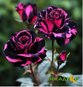 Роза Багровый Шепот купить по цене от 366р. в интернет-магазине «Посадика» с доставкой почтой в в Одинцовое и по всей России – [изображение №1].