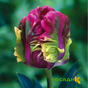 Тюльпан Экзотик Хэвен купить по цене от 186р. в интернет-магазине «Посадика» с доставкой почтой в в Одинцовое и по всей России – [изображение №1].