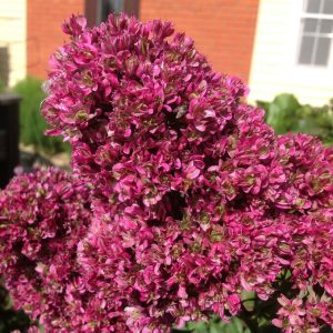 Флокс Филингс купить по цене от 329р. в интернет-магазине «Посадика» с доставкой почтой в в Одинцовое и по всей России – [изображение №1].