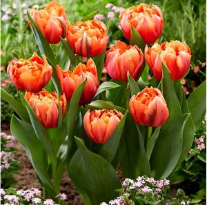 Тюльпан Гудошник Дабл купить по цене от 185р. в интернет-магазине «Посадика» с доставкой почтой в в Одинцовое и по всей России – [изображение №1].