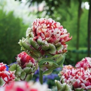 Тюльпан Дабл Флеминг Берд купить по цене от 249р. в интернет-магазине «Посадика» с доставкой почтой в в Одинцовое и по всей России – [изображение №1].