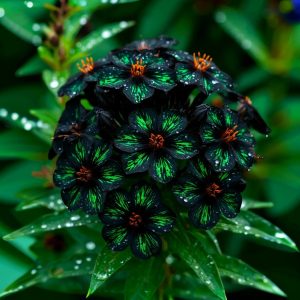 Флокс Ривьера купить по цене от 299р. в интернет-магазине «Посадика» с доставкой почтой в в Одинцовое и по всей России – [изображение №1].