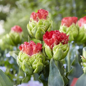 Тюльпан Бычий Глаз купить по цене от 275р. в интернет-магазине «Посадика» с доставкой почтой в в Одинцовое и по всей России – [изображение №1].