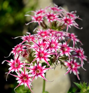 Флокс Метельчатый Путь купить по цене от 456р. в интернет-магазине «Посадика» с доставкой почтой в в Одинцовое и по всей России – [изображение №1].