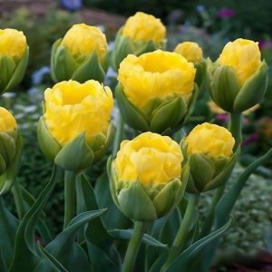 Тюльпан махровый Ванила Коп купить по цене от 159р. в интернет-магазине «Посадика» с доставкой почтой в в Одинцовое и по всей России – [изображение №1].