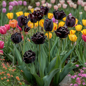Тюльпан махровый Рейдинс Дарк купить по цене от 230р. в интернет-магазине «Посадика» с доставкой почтой в в Одинцовое и по всей России – [изображение №1].