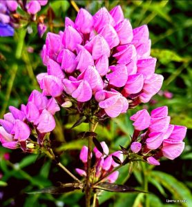 Флокс Бутоник купить по цене от 461р. в интернет-магазине «Посадика» с доставкой почтой в в Одинцовое и по всей России – [изображение №1].