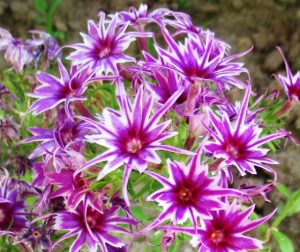 Флокс Звездное Кружево купить по цене от 361р. в интернет-магазине «Посадика» с доставкой почтой в в Одинцовое и по всей России – [изображение №1].