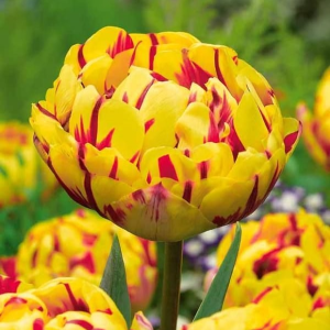 Тюльпан махровый Голден Ницц купить по цене от 361р. в интернет-магазине «Посадика» с доставкой почтой в в Одинцовое и по всей России – [изображение №1].