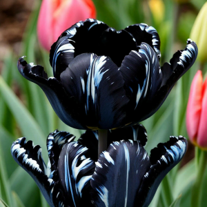 Тюльпан Шелк Нуар купить по цене от 219р. в интернет-магазине «Посадика» с доставкой почтой в в Одинцовое и по всей России – [изображение №1].