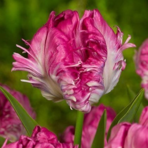 Тюльпан махровый Кул Кристал купить по цене от 400р. в интернет-магазине «Посадика» с доставкой почтой в в Одинцовое и по всей России – [изображение №1].