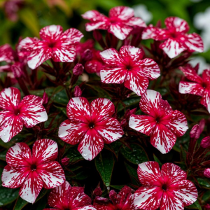 Флокс Ливер Гриммер купить по цене от 590р. в интернет-магазине «Посадика» с доставкой почтой в в Одинцовое и по всей России – [изображение №1].