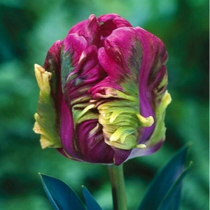 Тюльпан Экзотик Хэвен купить по цене от 186р. в интернет-магазине «Посадика» с доставкой почтой в в Одинцовое и по всей России – [изображение №1].