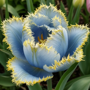 Тюльпан Махровый Амплуа купить по цене от 199р. в интернет-магазине «Посадика» с доставкой почтой в в Одинцовое и по всей России – [изображение №1].