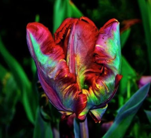 Тюльпан Эирпрайз купить по цене от 270р. в интернет-магазине «Посадика» с доставкой почтой в в Одинцовое и по всей России – [изображение №1].